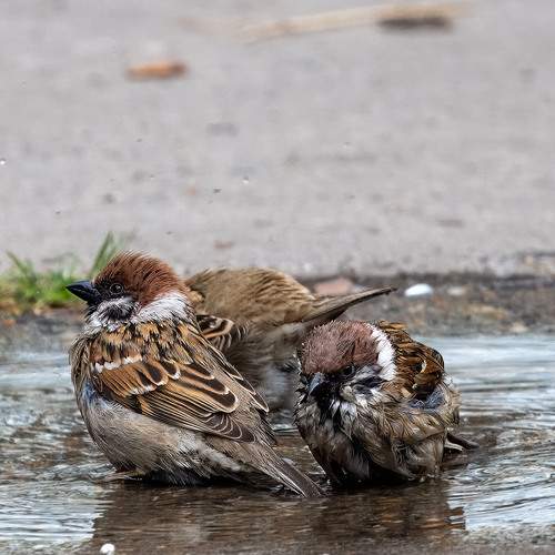 Photo #13734309
