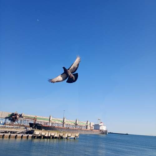 Photo #13734321