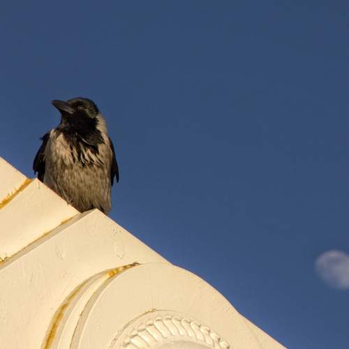 Photo #13734380
