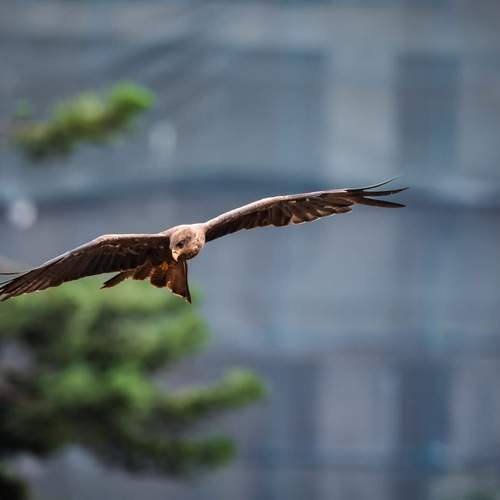 Photo #13734436