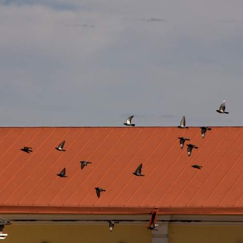 Photo #13734502