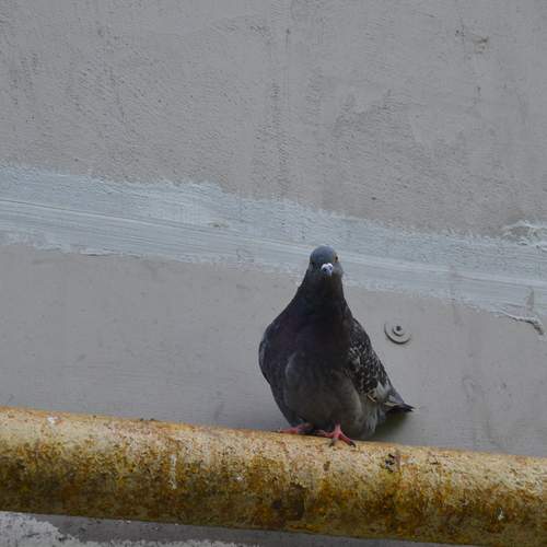 Photo #13734691