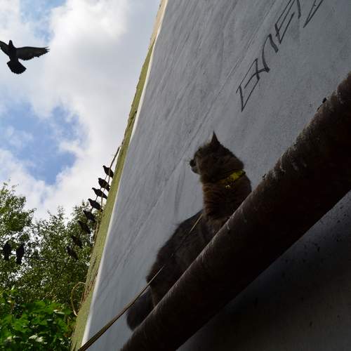 Photo #13734692