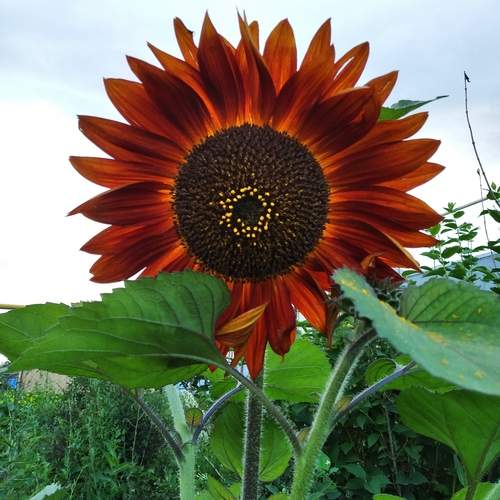Photo #13734697