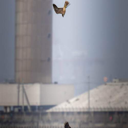 The Struggle Between Wild Birds and Human Activities