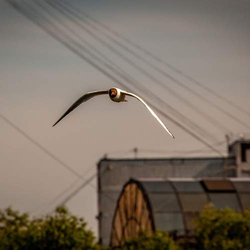 Photo #13734842