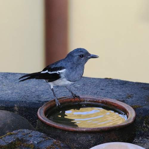 ID: Indian Robin Magpie (Female)