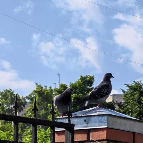 Photo #13734940