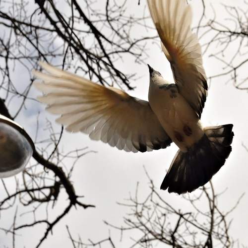Photo #13734961