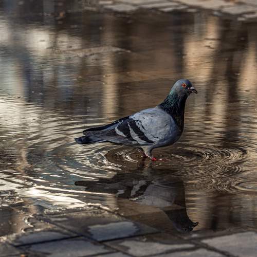 Photo #13735048