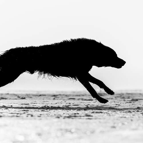 Silent Run