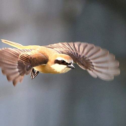 Photo #13735067