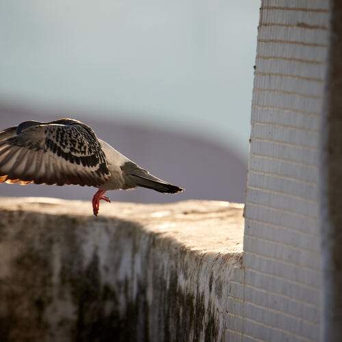 Photo #13735070