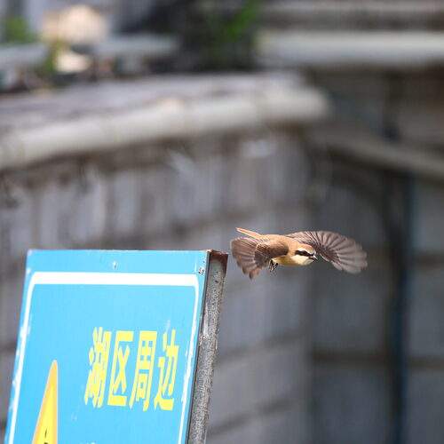 Photo #13735074