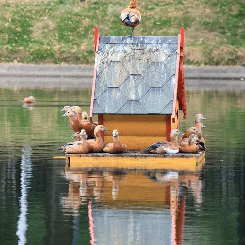 Photo #13735120