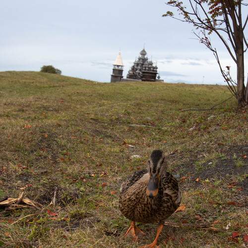 Photo #13735155