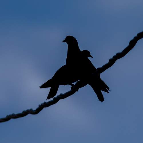Photo #13735207