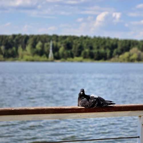 Photo #13735222