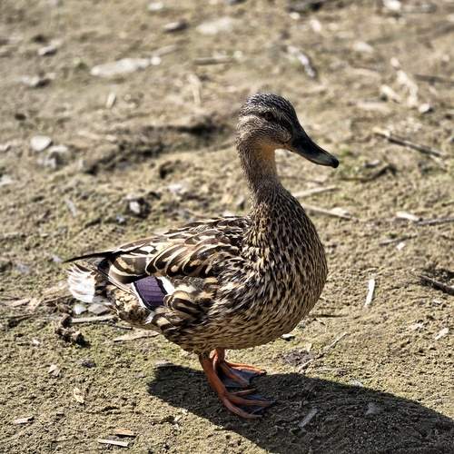 Photo #13735223
