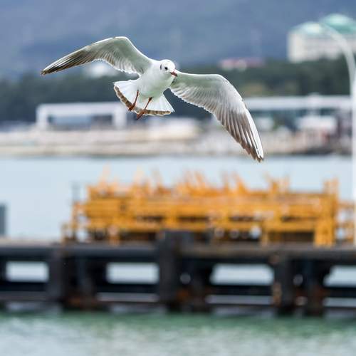Photo #13735379