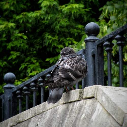 Photo #13735455