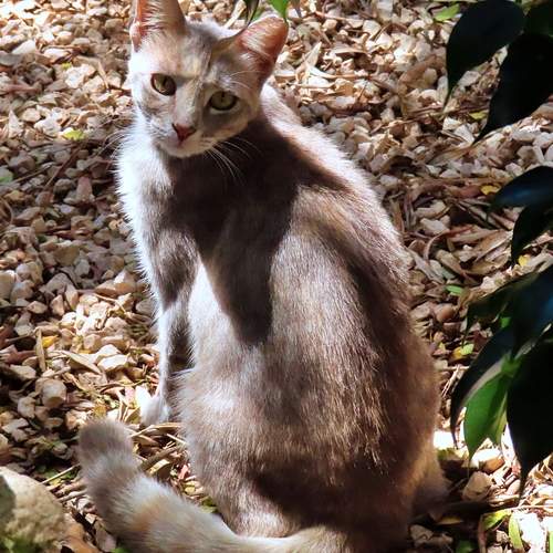 Brown cat