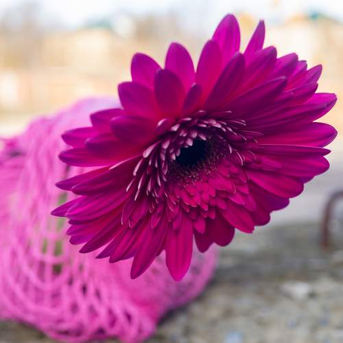 Photo #13735484