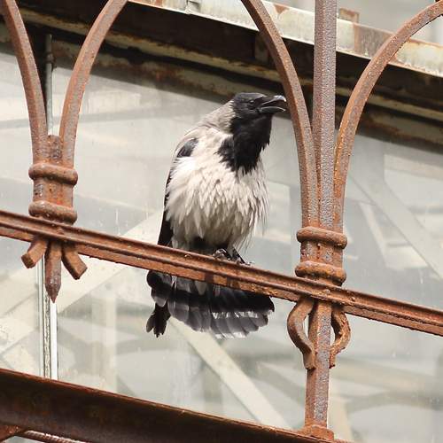 Photo #13735721