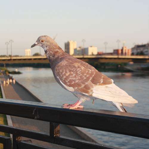 Photo #13735774