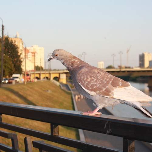 Photo #13735775