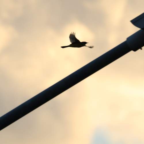 Photo #13735815