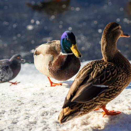 Photo #13735920
