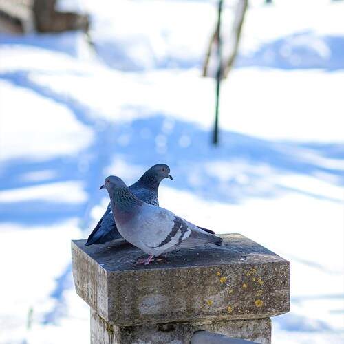 Photo #13735925