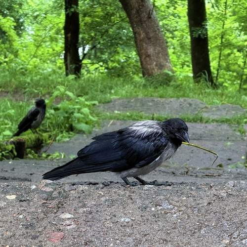 Photo #13735959
