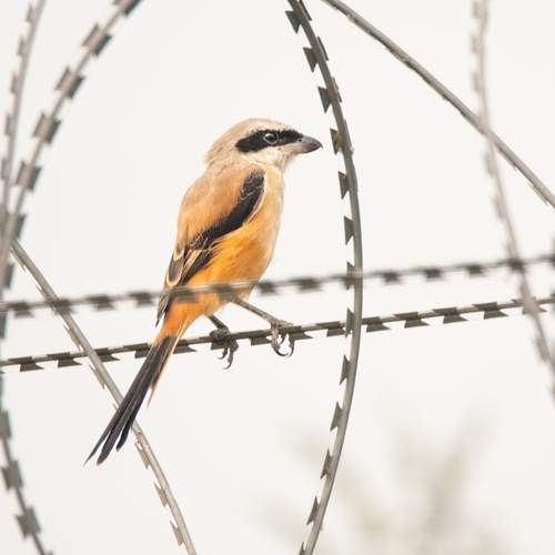 Photo #13735998