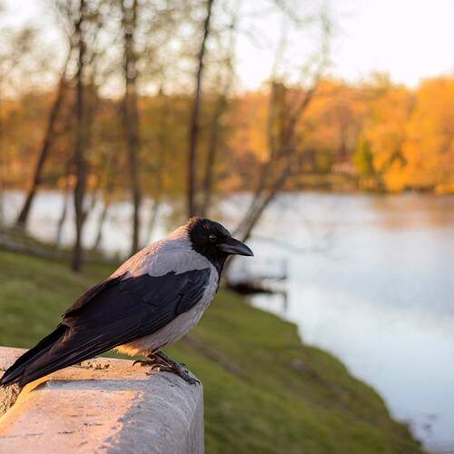 Photo #13736005