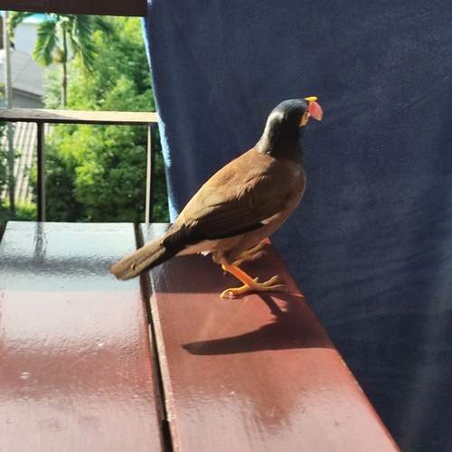 Photo #13736148