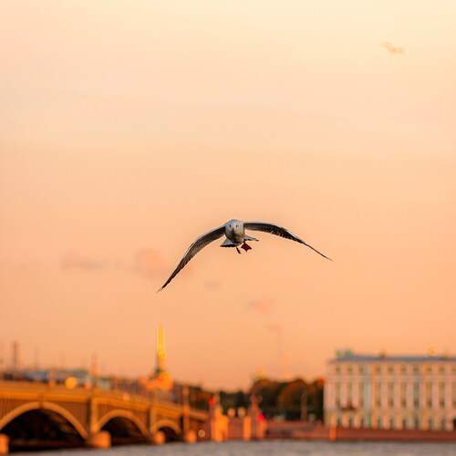 Photo #13736232
