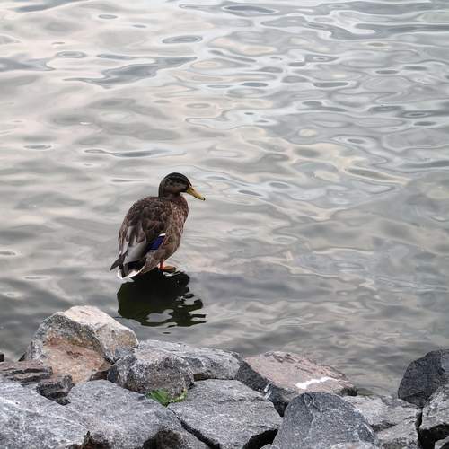 Photo #13736307