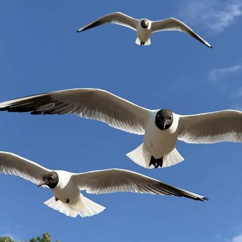Photo #13736322