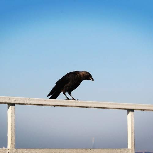 Photo #13736329