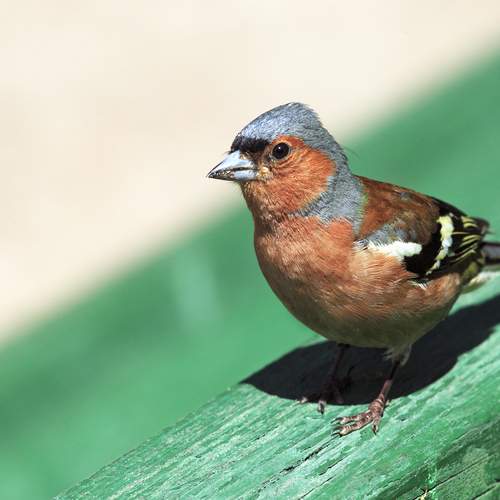 Photo #13736399