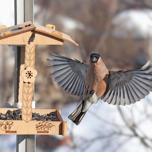 Photo #13736407