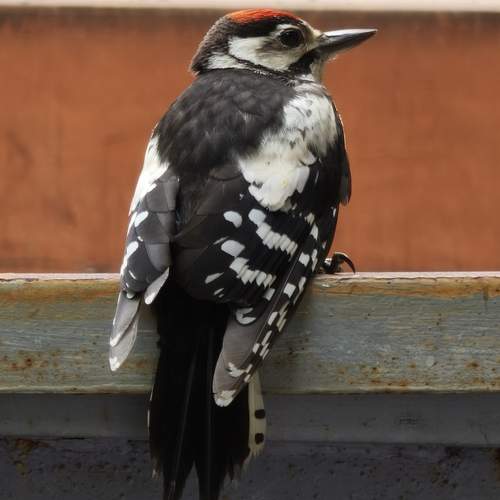 Photo #13736532