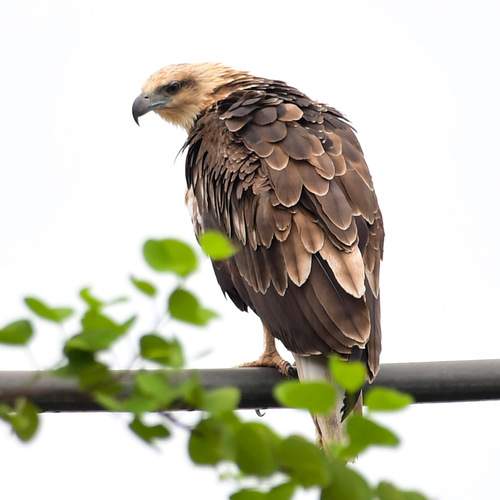 Photo #13737010