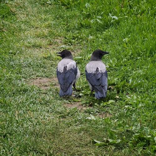 Photo #13737066