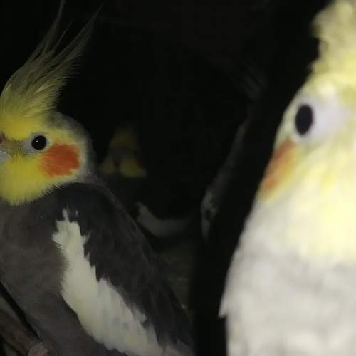 Photo #13738000