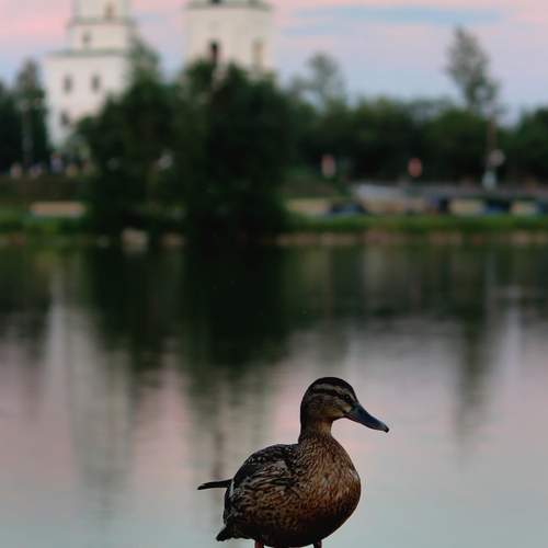 Photo #13738165