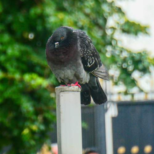 Photo #13738261