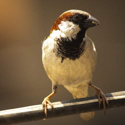 Photo #13738356